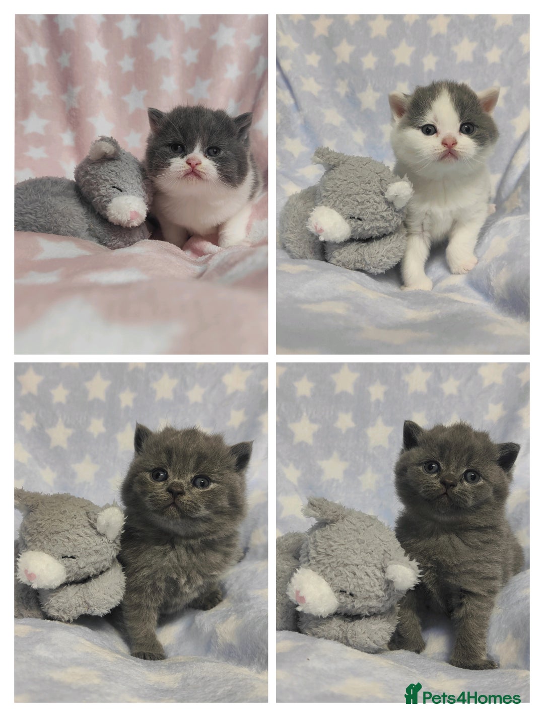 British Shorthair cats for sale: GCCF REGISTERED CHUNKY BRITISH SHORTHAIR KITTENS - Advert 1