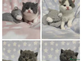 British Shorthair cats GCCF REGISTERED CHUNKY BRITISH SHORTHAIR KITTENS - Advert 14