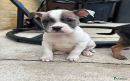 Mixed Breed dogs for sale: Bulldog/staffy pups  - Image 4