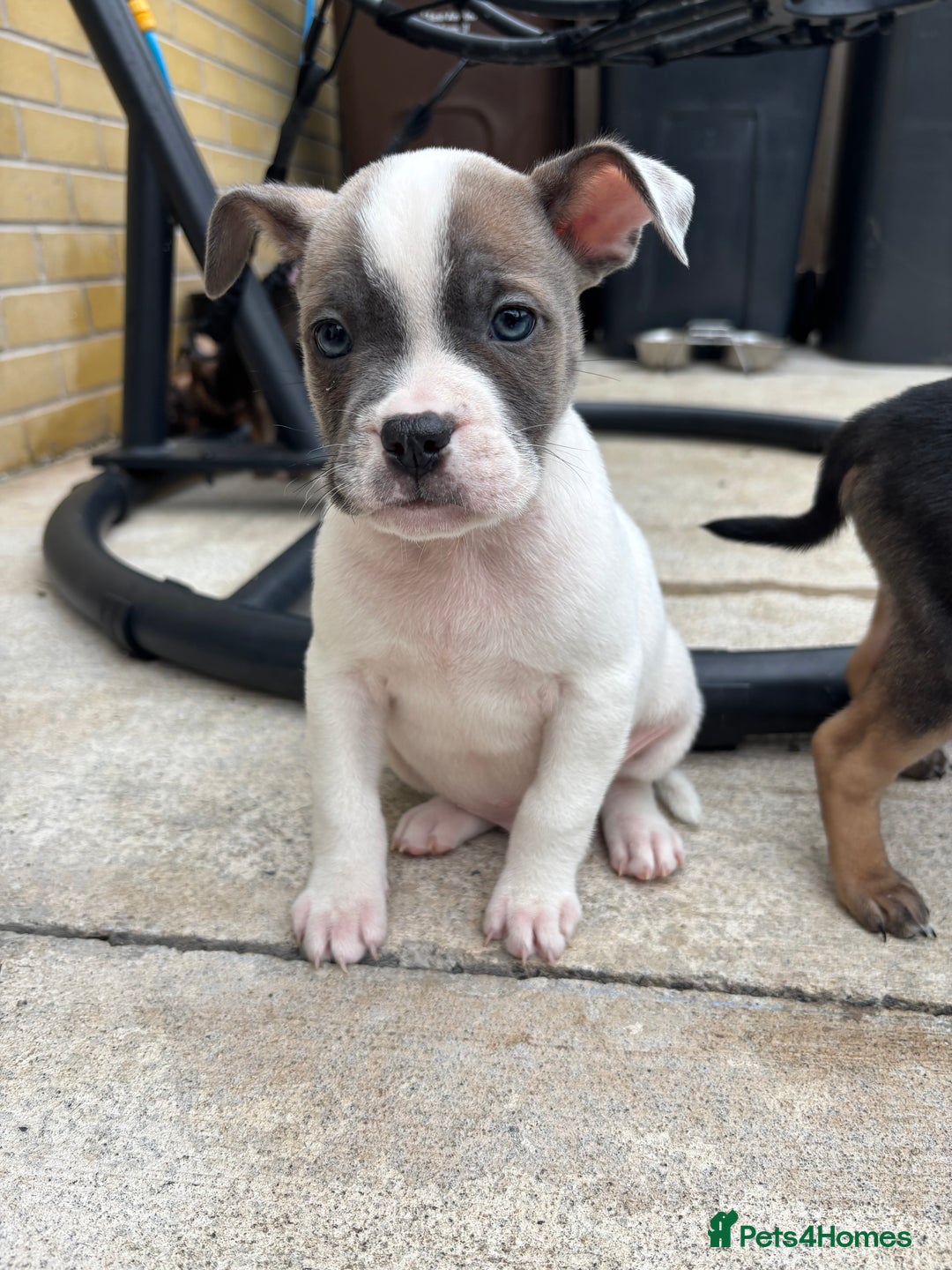 Mixed Breed dogs for sale: Bulldog/staffy pups  - Image 4