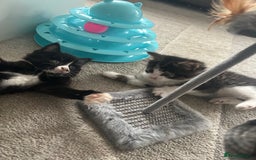 Mixed Breed cats for sale: Mixed breed kittens - Image 13