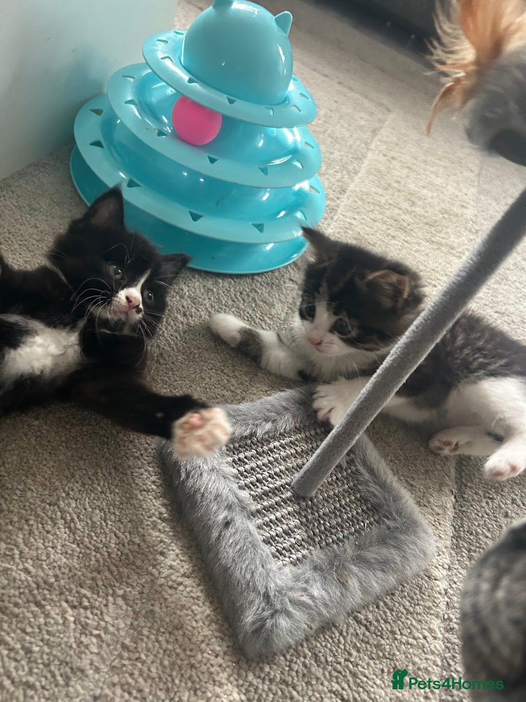 Mixed Breed cats for sale: Mixed breed kittens - Image 13