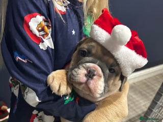 Mixed Breed dogs English bulldogs - Advert 1