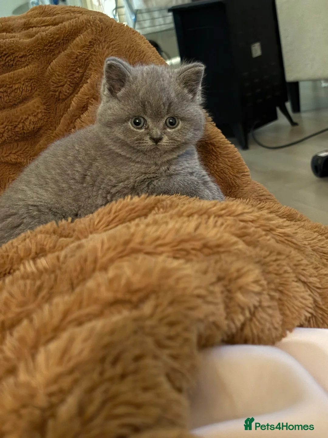 British Shorthair cats for sale: Pru and piper babies  - Advert 11