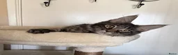 Maine Coon cats for sale: European Maine coon kittens - Advert 4