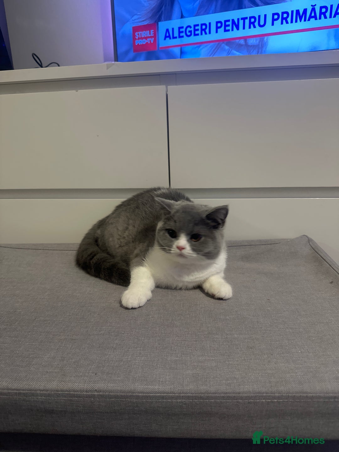 British Shorthair cats for sale: British shorthairs - Advert 3