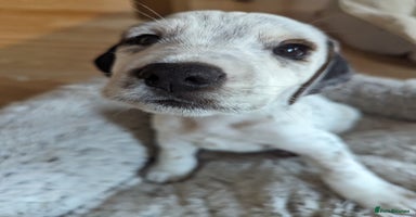 Mixed Breed dogs - Advert 11