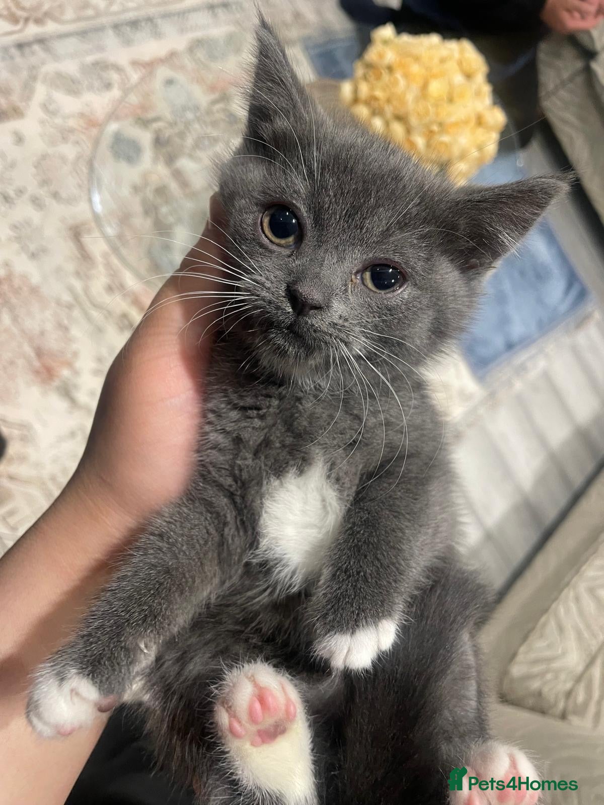 British Shorthair cats British shorthair kittens  - Advert 2