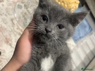 British Shorthair cats British shorthair kittens - Advert 2