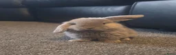 Mini Lop rabbits for sale: Mini Lop rabbit for sale  - Advert 4