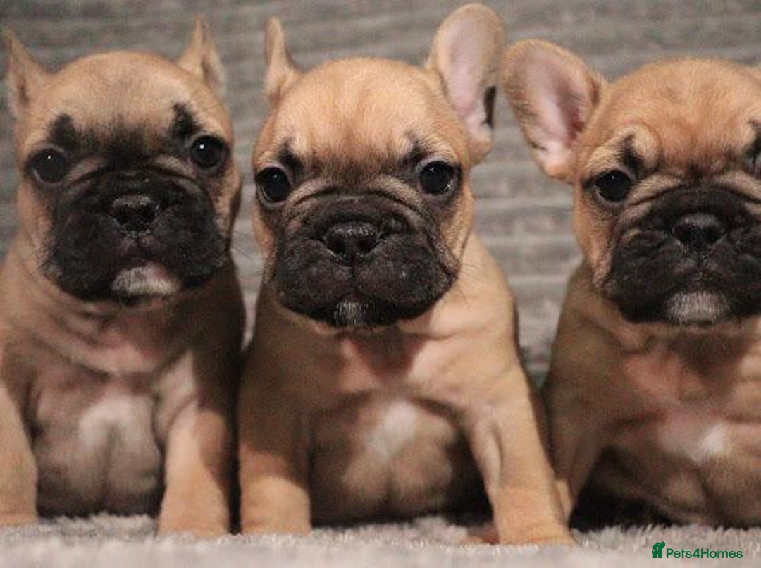 French Bulldog dogs for stud: 🌟🔥LILAC PLATINUM KC REG FRENCH BULLDOG STUD🔥🌟 in Uxbridge - Advert 38
