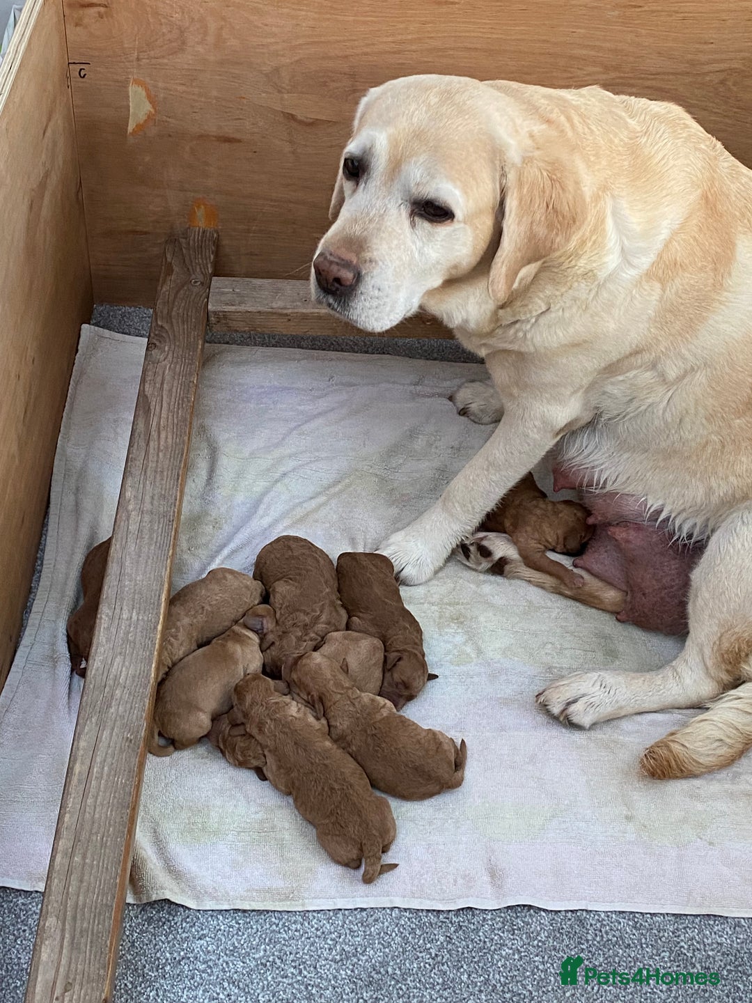 Labradoodle dogs for sale: F1 Red Miniature Labradoodles  - Advert 7