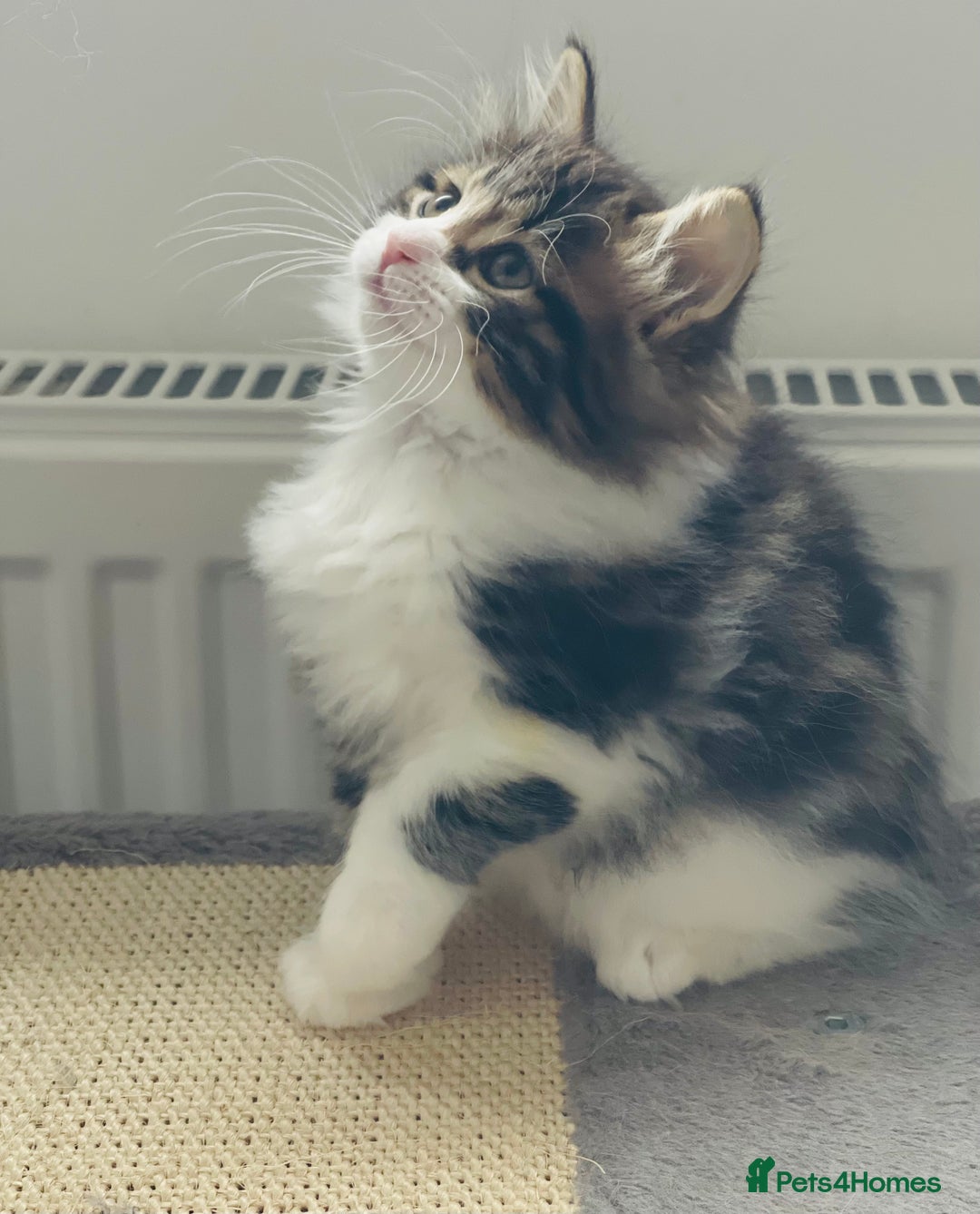 Kurilian Bobtail cats for sale: Reserved Kurilian Bobtail  kitten in spring  - Advert 22