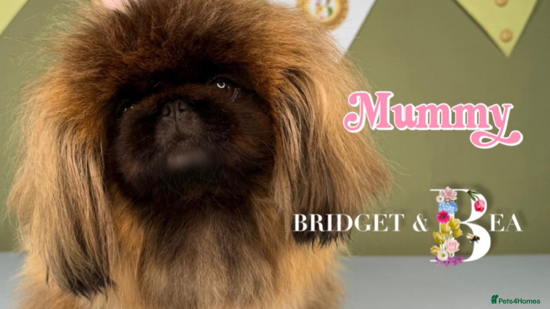 Pekingese dogs Fawn girl & boy kc reg licensed breeder - Advert 1