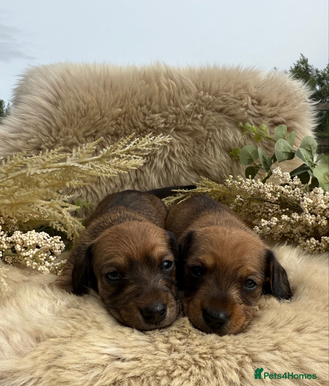 Miniature Dachshund dogs for sale: Stunning miniature wire haired dachshunds  - Image 14