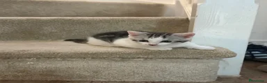 British Shorthair Kitten 2