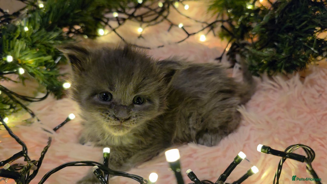 Maine Coon cats for sale: One beautiful tica female maine coon kitten left - Advert 16