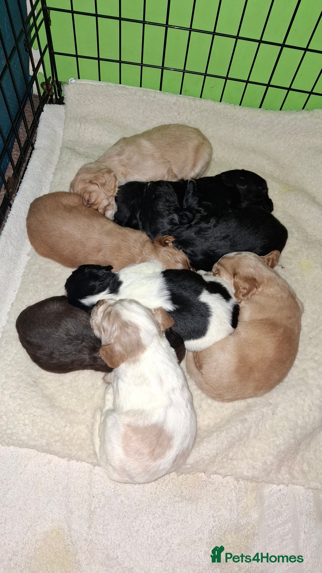 Cocker Spaniel dogs for sale: Beautiful working cocker spaniel puppies for sale - Advert 7