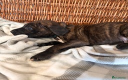 Mixed Breed dogs for sale: Came Corso X Puppies - Image 19