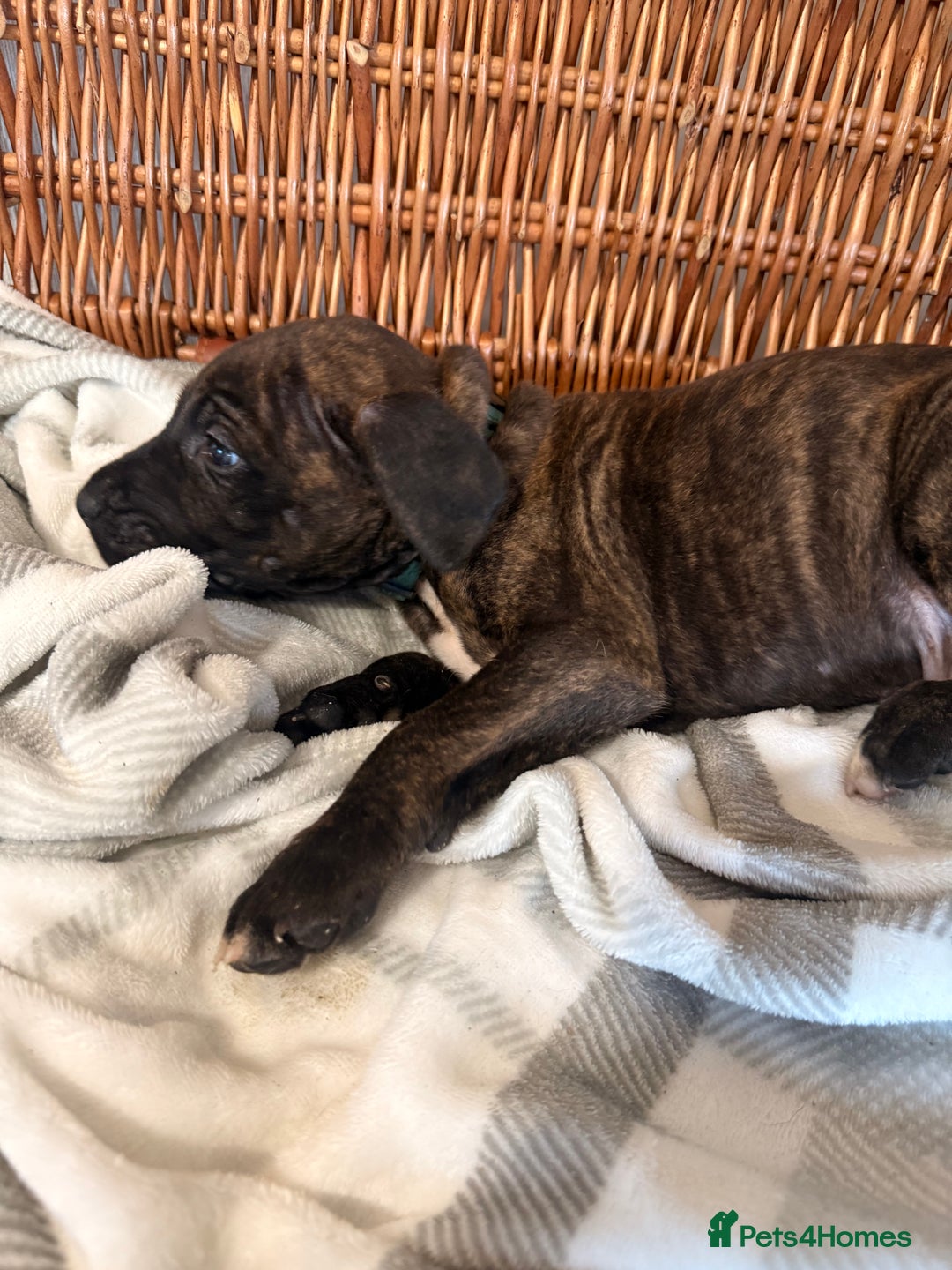 Mixed Breed dogs for sale: Came Corso X Puppies - Image 19