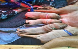 Dogue De Bordeaux dogs for sale: Dogue De Bordauex Puppies for sale - Image 2