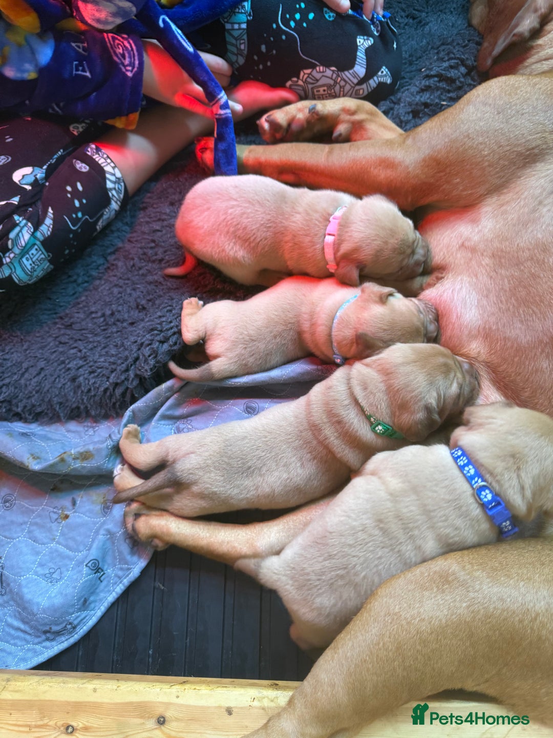 Dogue De Bordeaux dogs for sale: Dogue De Bordauex Puppies for sale - Image 2