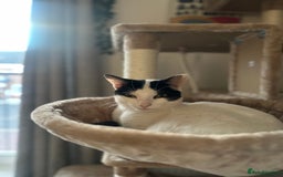 Domestic Shorthair cats for sale: Two Beautiful Boys - seeking new home  - Image 4