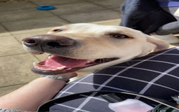 Labrador Retriever dogs for sale: Beautiful Labrador puppies - Image 3
