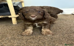 Cockapoo dogs for sale: Stunning F1 Cocapoos - Image 3