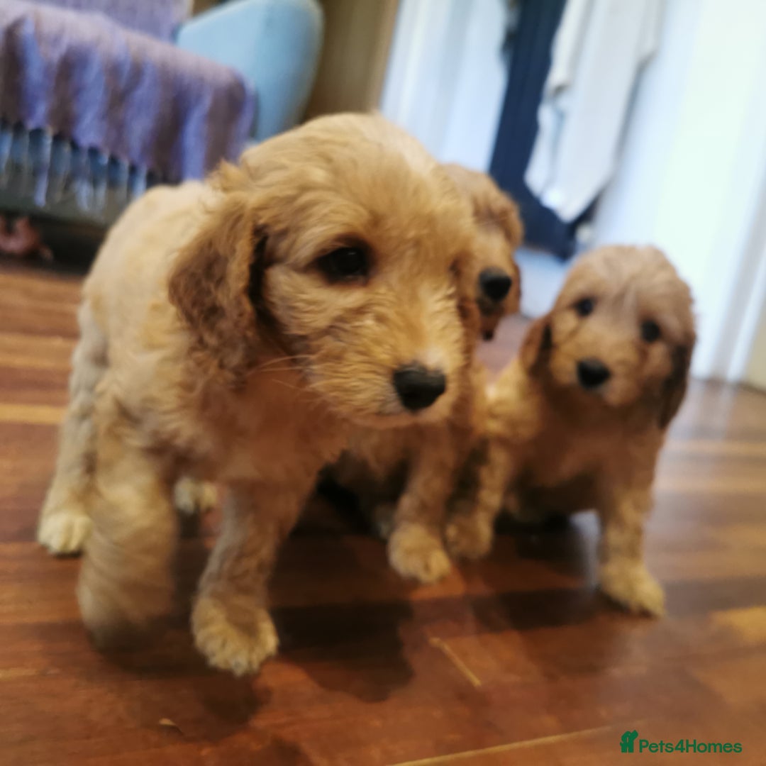 Cockapoo dogs for sale: F1 COCKAPOO PUPPIES FOR SALE  - Image 5