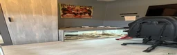 Corn Snake reptiles for sale: Large 5ft Corn snake and tank - Advert 3