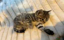 Mixed Breed cats for sale: 4 gorgeous kittens ready for amazing homes  - Advert 4
