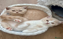 British Shorthair cats for sale: Beautiful soft teddy bears 🩷🩷only two girls left - Image 3
