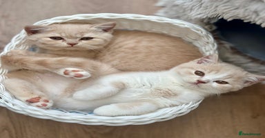 British Shorthair cats - Advert 12