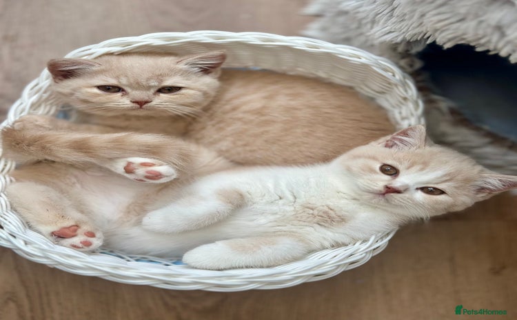 British Shorthair cats - Advert 1