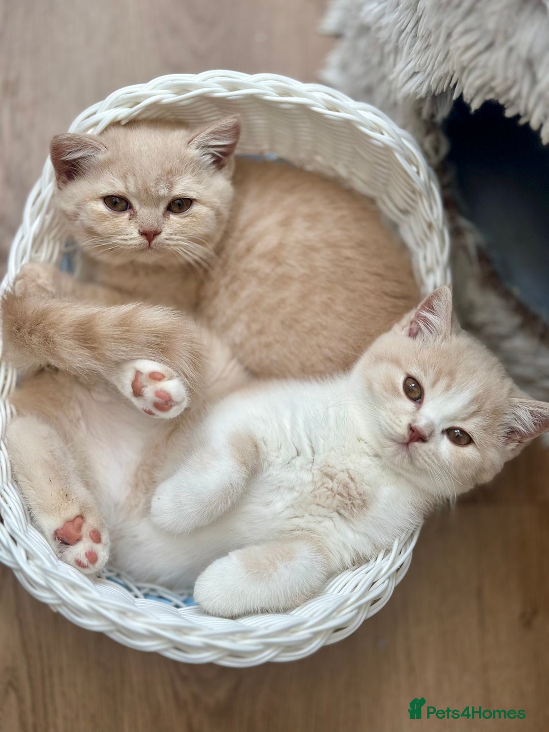 British Shorthair cats for sale: Beautiful soft teddy bears 🩷🩷only two girls left - Image 3