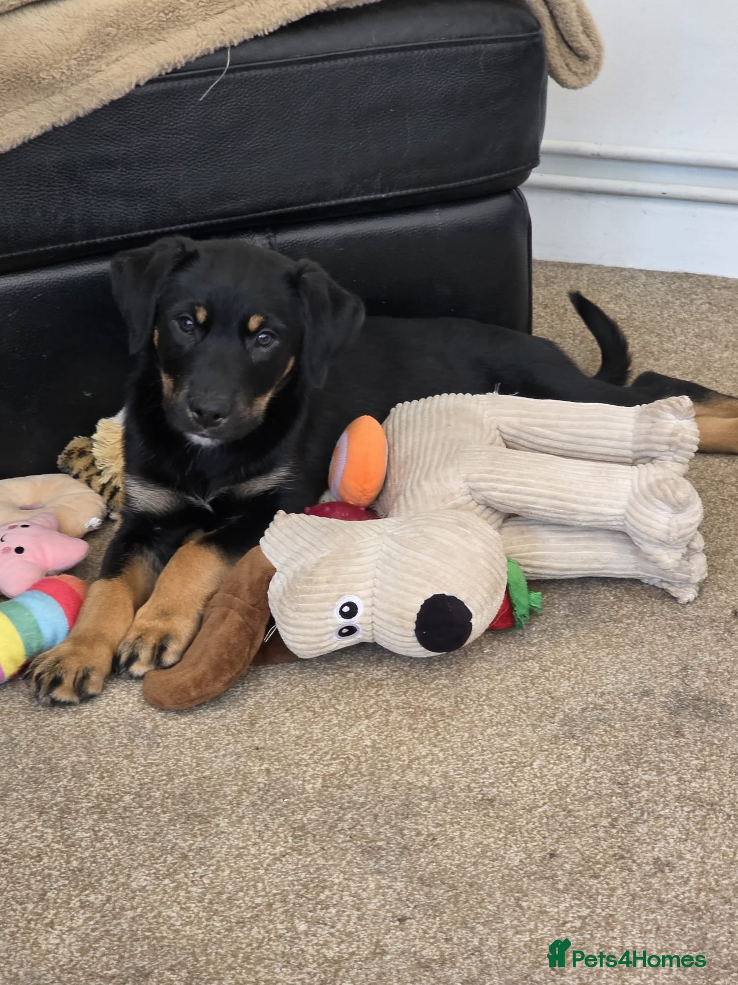 Mixed Breed dogs presa canario x kelpie - Advert 5