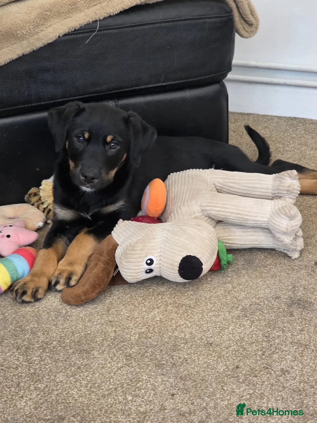 Mixed Breed dogs for sale: presa canario x kelpie - Advert 1