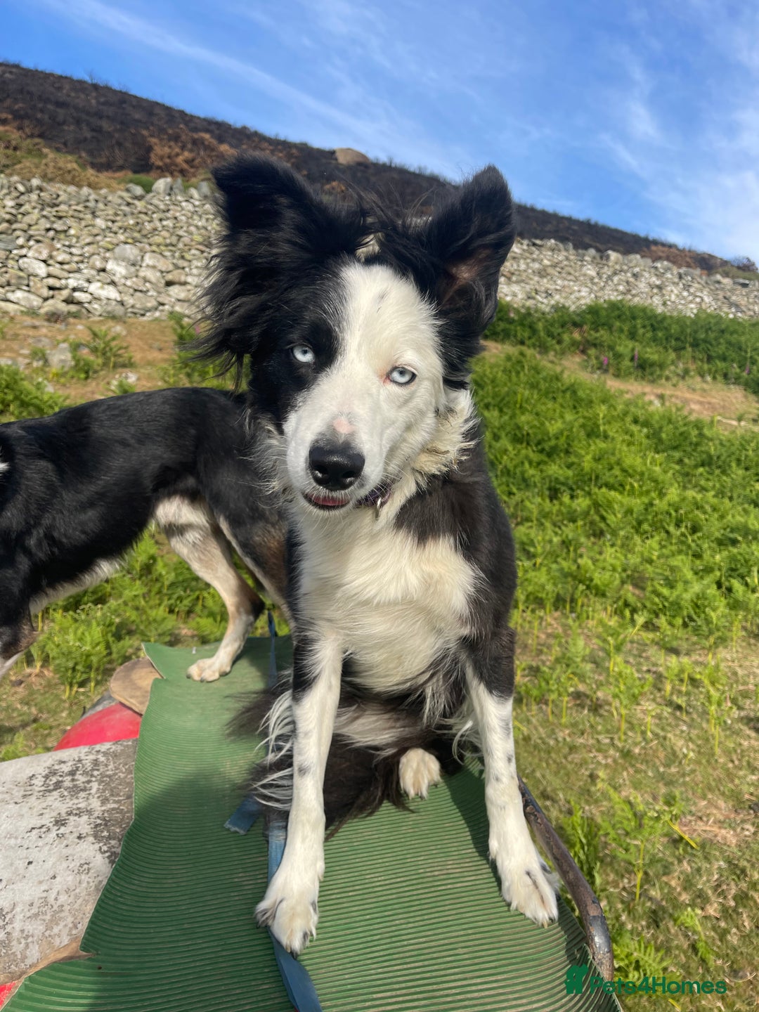 Border Collie dogs for sale: Failed sheepdog looking for very active home - Image 1