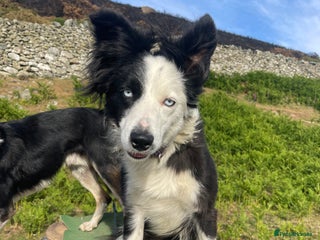 Border Collie dogs - Advert 16
