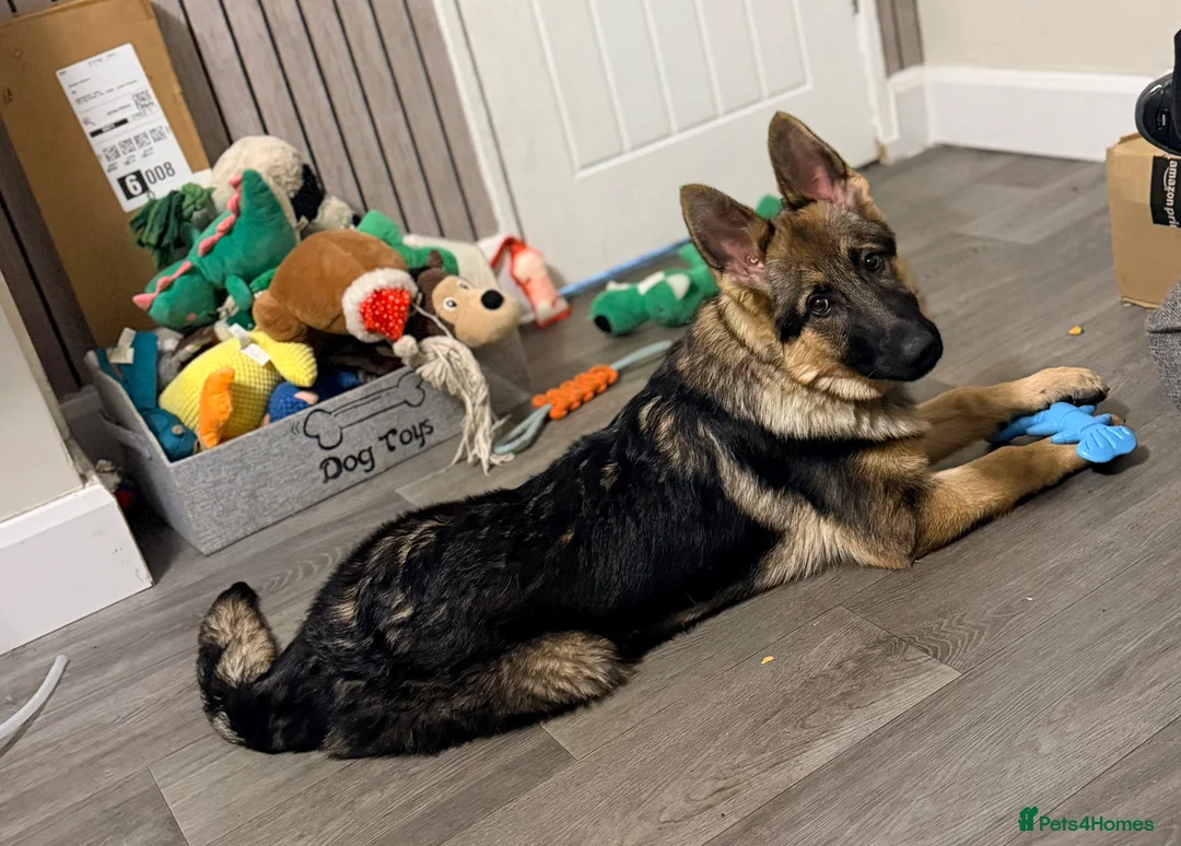 German Shepherd dogs for sale: 4.5 month old male German Shephard - Advert 1