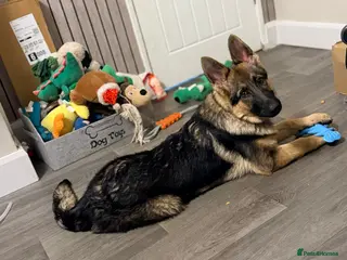 German Shepherd dogs 4.5 month old male German Shephard - Advert 2