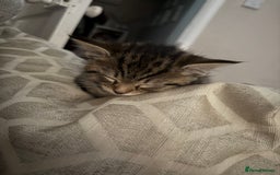 Domestic Shorthair cats for sale: 3 females - Image 6