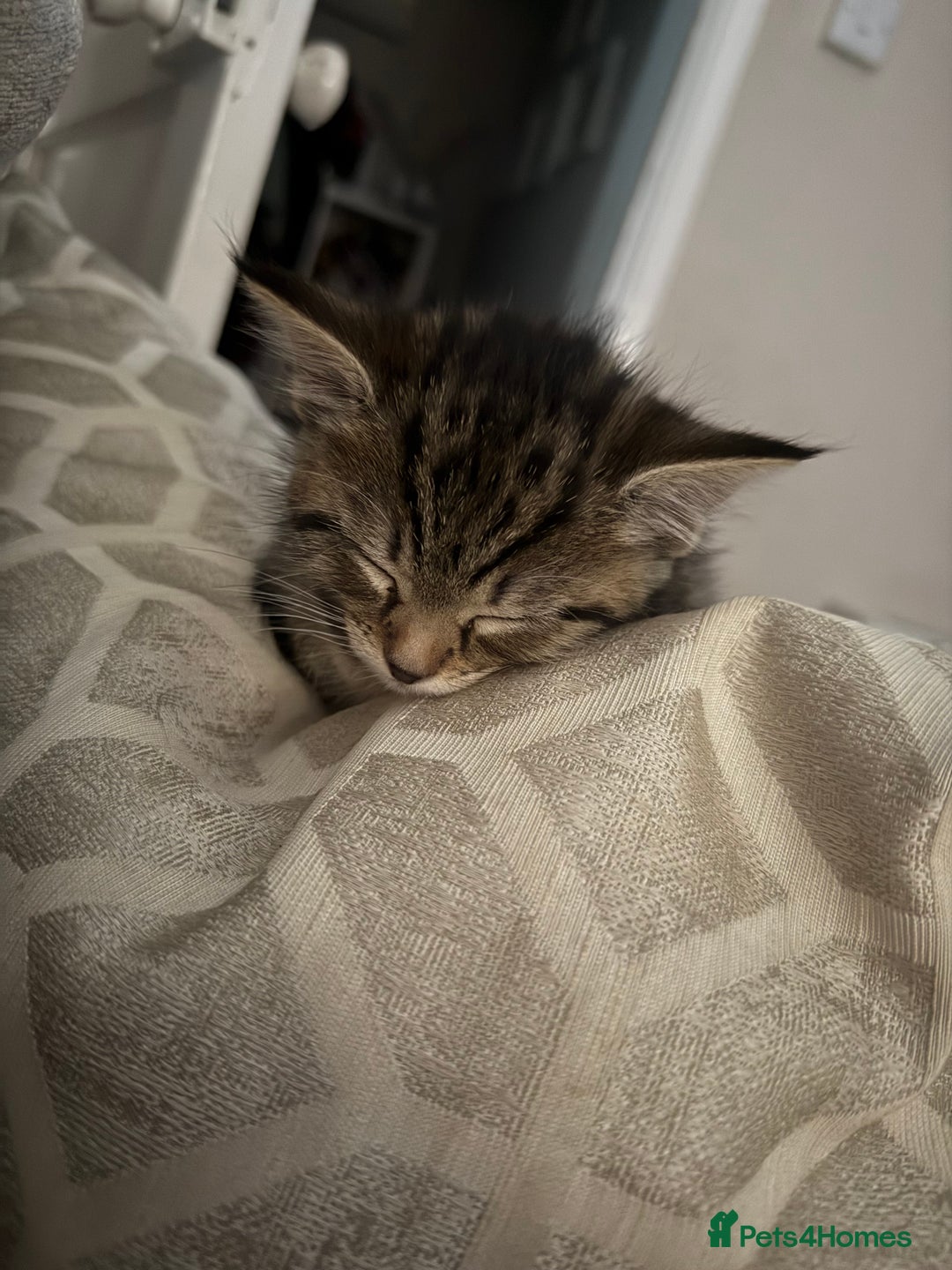 Domestic Shorthair cats for sale: 3 females - Image 6