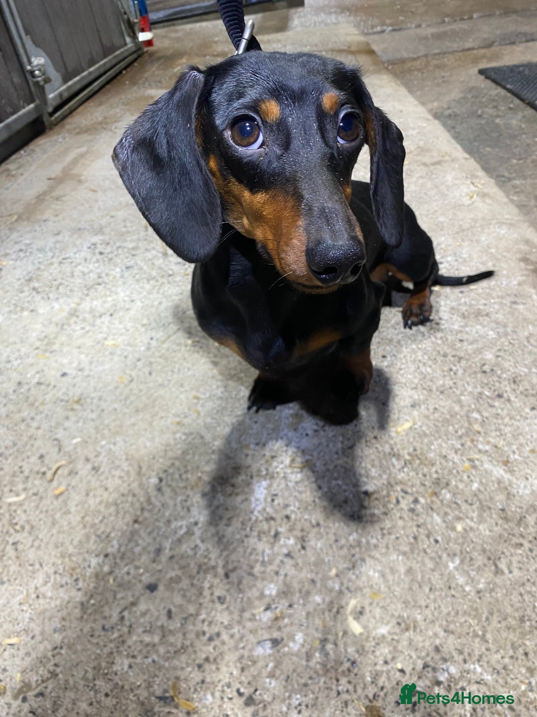 Miniature Dachshund dogs for sale: 1yo Miniature Dachshund - Advert 19