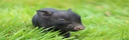 Pig livestock for sale: Miniature American/Swedish pigs  - Advert 3