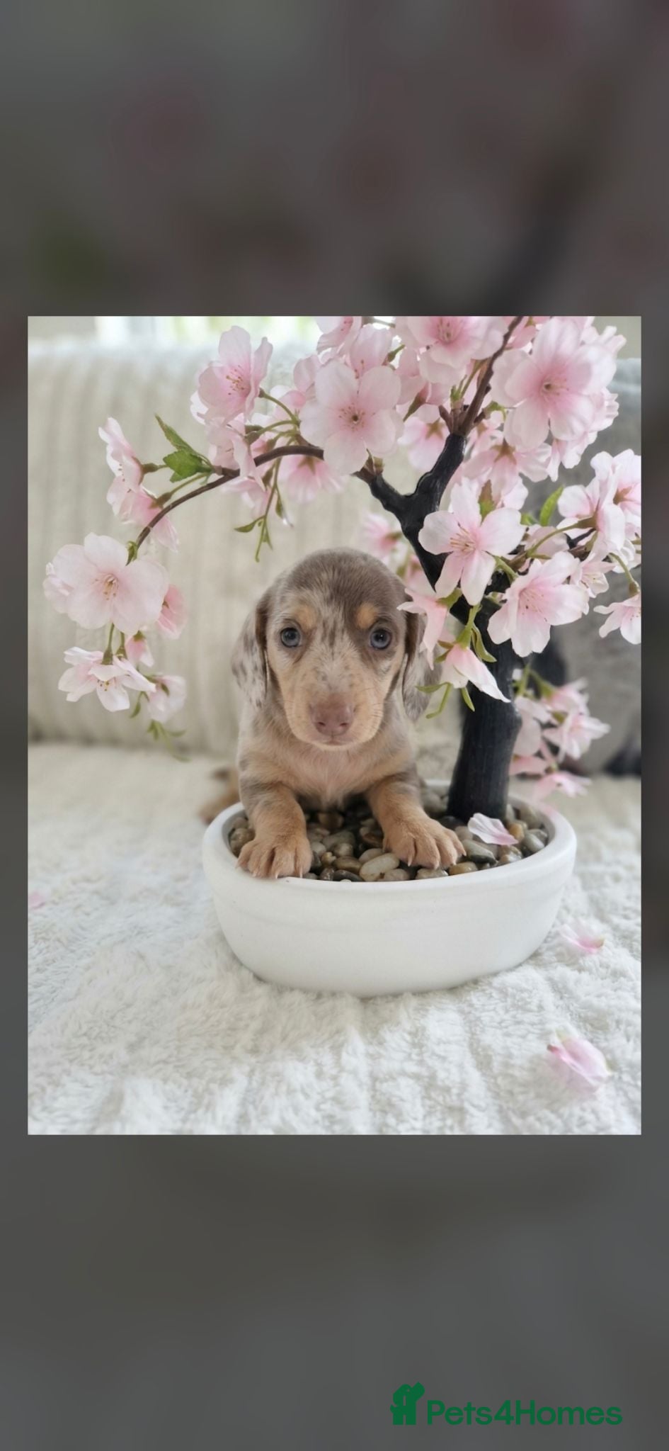 Miniature Dachshund dogs Kc miniature dachshund - Advert 16