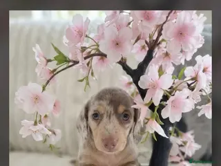 Miniature Dachshund dogs Kc miniature dachshund - Advert 16