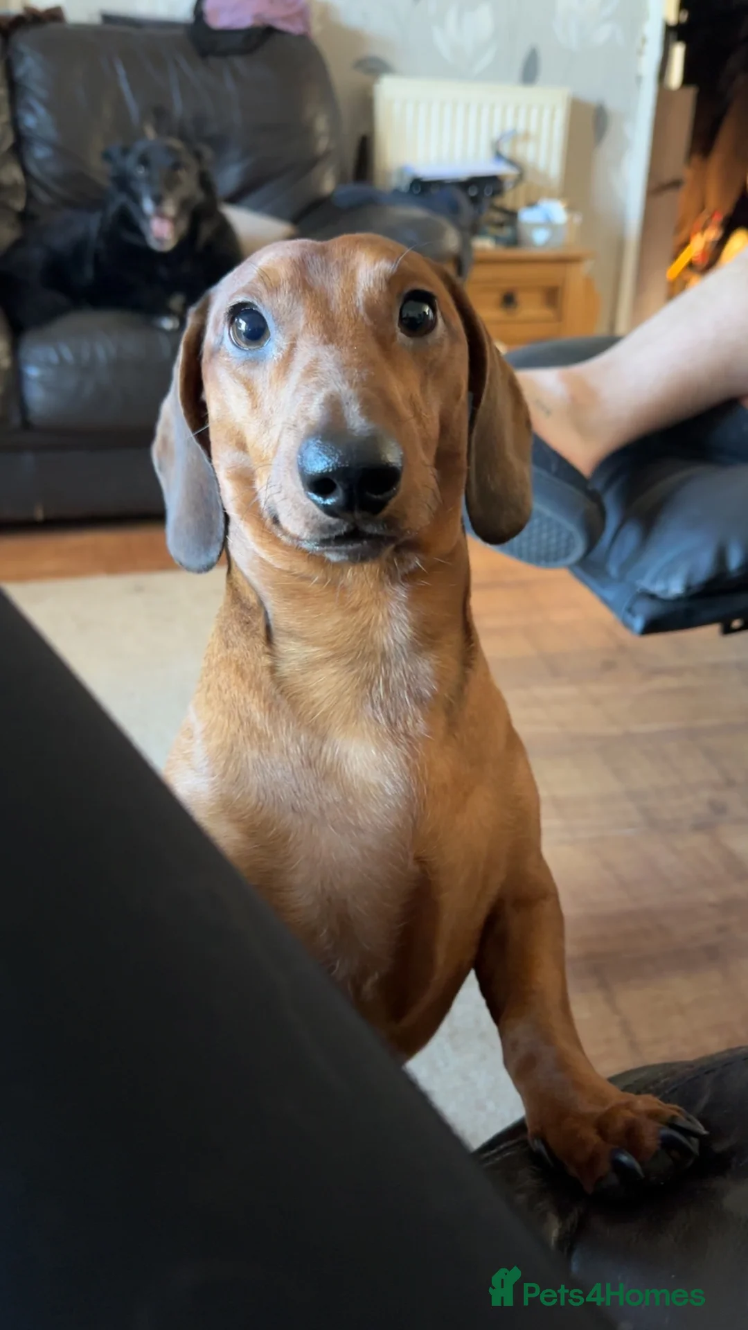 Miniature Dachshund dogs for stud: Stud  in Dunbar - Advert 3