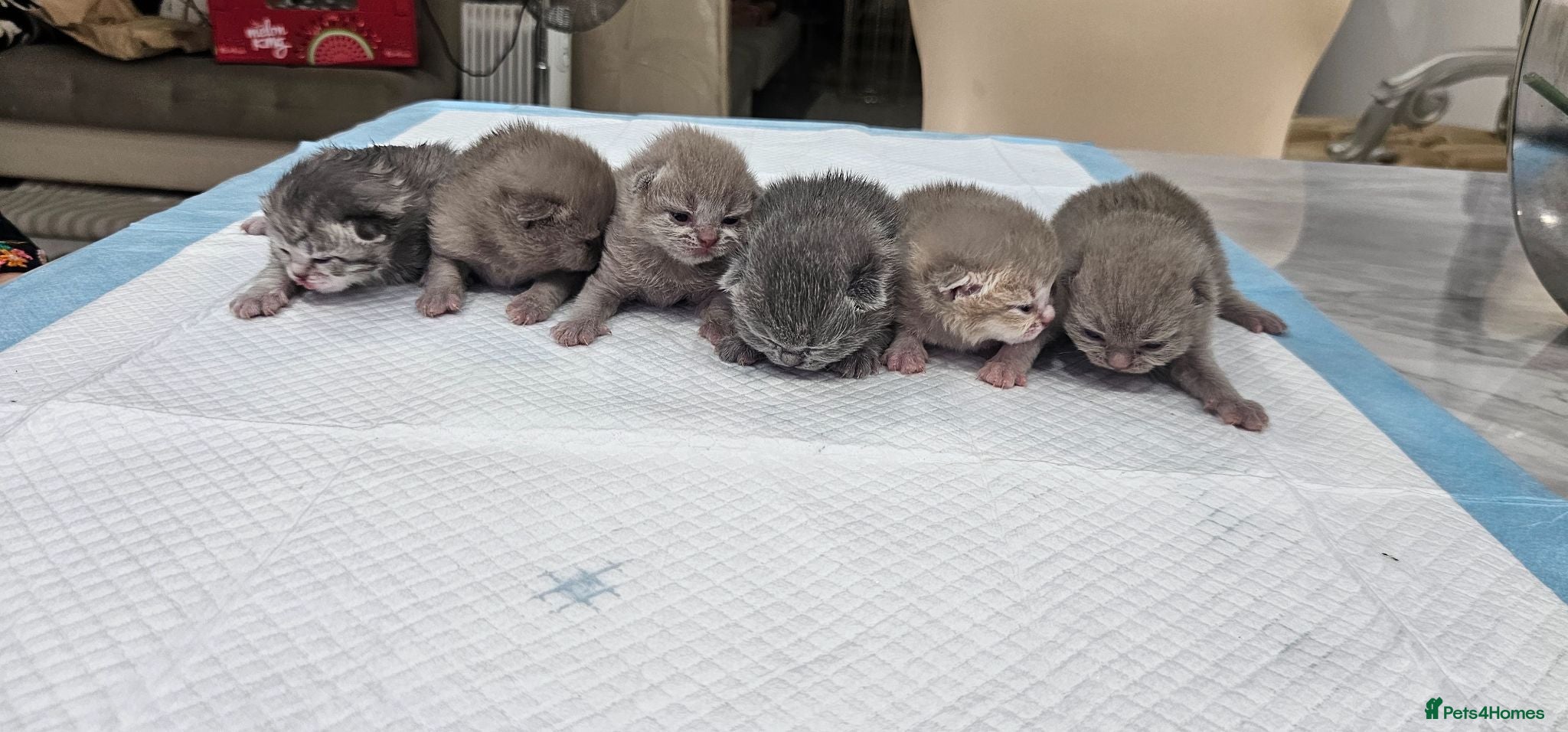 British Shorthair cats Pure British shorthairs (read desc) - Advert 6
